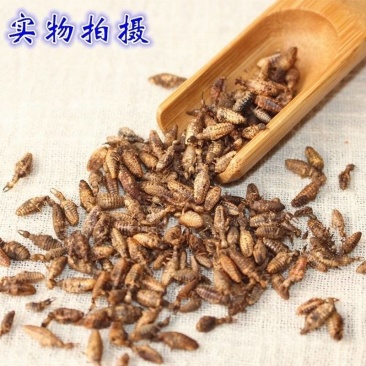 金沙牛中药材金砂牛虫无杂质正品去沙沙牛虫