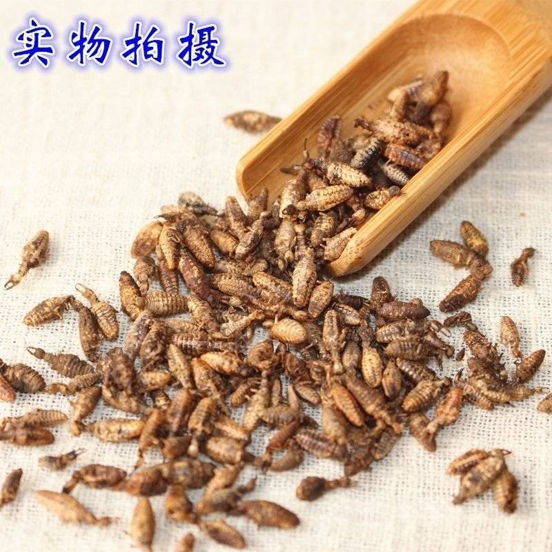 金沙牛中药材金砂牛虫无杂质正品去沙沙牛虫