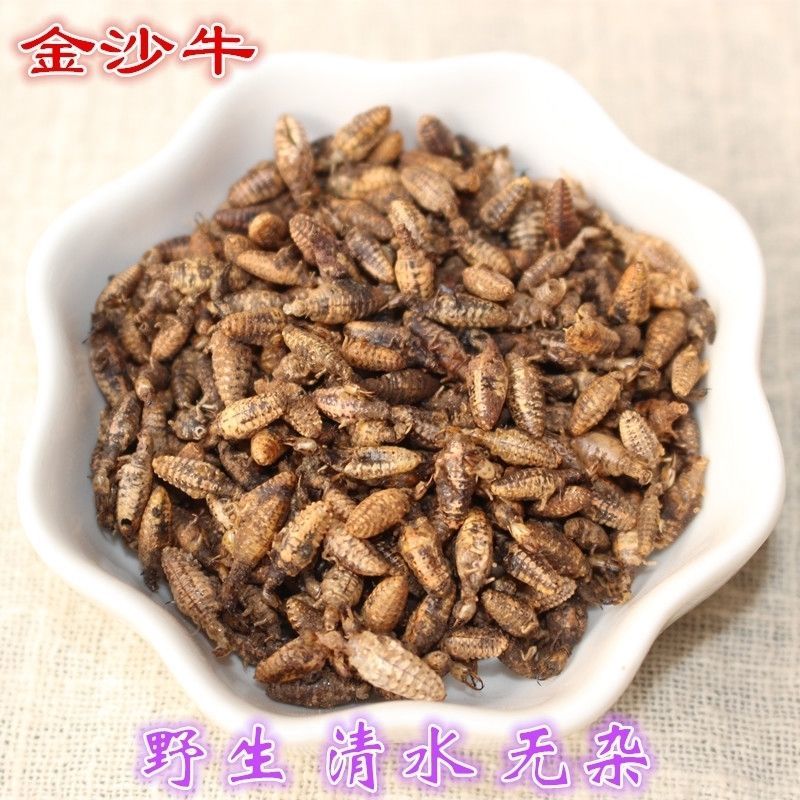 金沙牛中药材金砂牛虫无杂质正品去沙沙牛虫