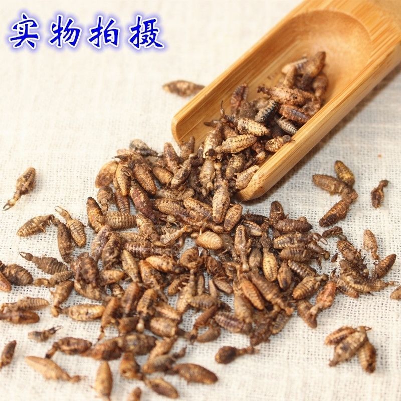 金沙牛中药材金砂牛虫无杂质正品去沙沙牛虫