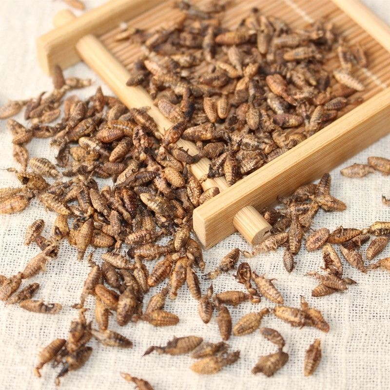 金沙牛中药材金砂牛虫无杂质正品去沙沙牛虫
