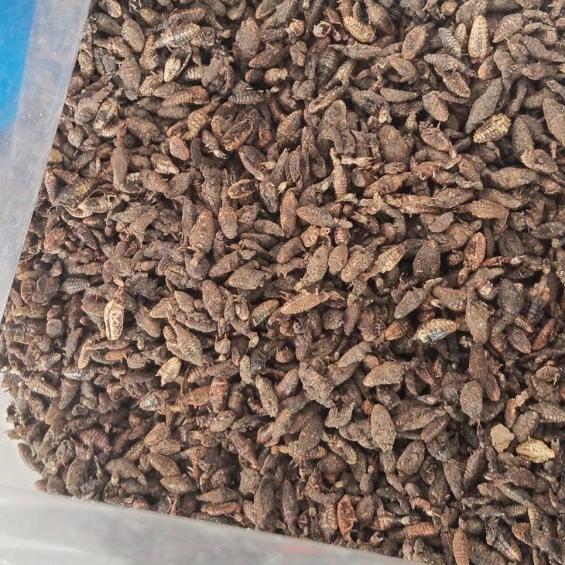 金沙牛中药材金砂牛虫无杂质正品去沙沙牛虫
