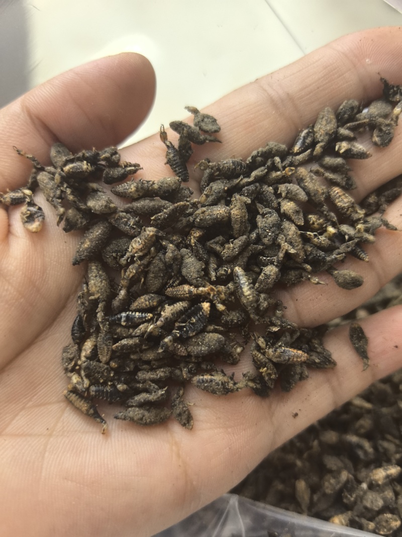 金沙牛中药材金砂牛虫无杂质正品去沙沙牛虫