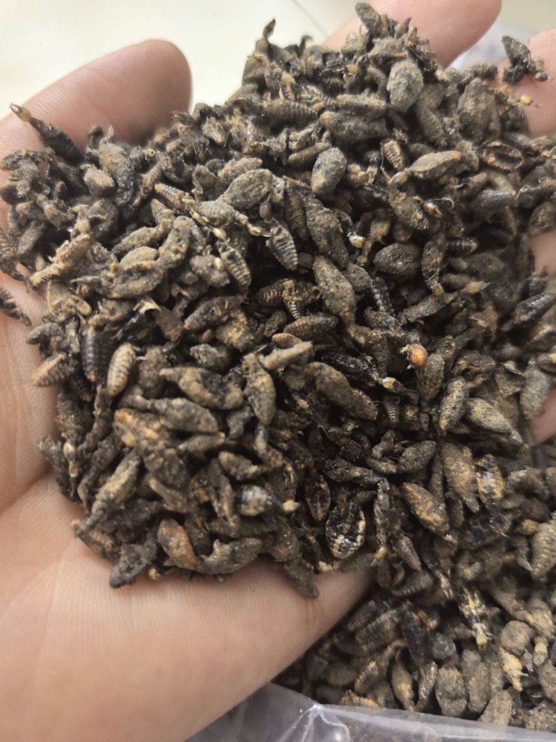 金沙牛中药材金砂牛虫无杂质正品去沙沙牛虫