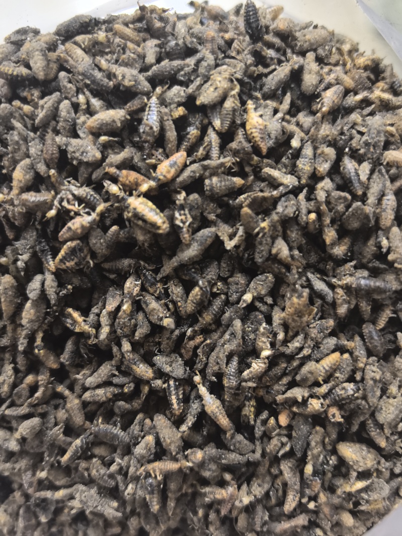 金沙牛中药材金砂牛虫无杂质正品去沙沙牛虫