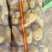 河南精品土豆，电商市场，各种规格都有