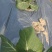 高俪雪翠包菜
