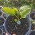 多品种无花果无花果苗