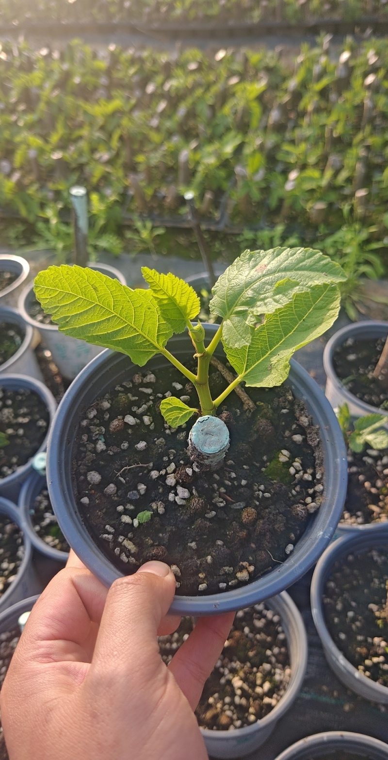 多品种无花果无花果苗