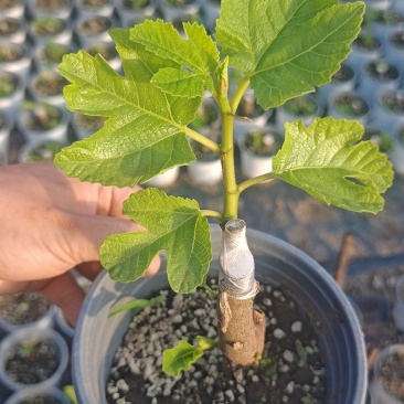 多品种无花果无花果苗