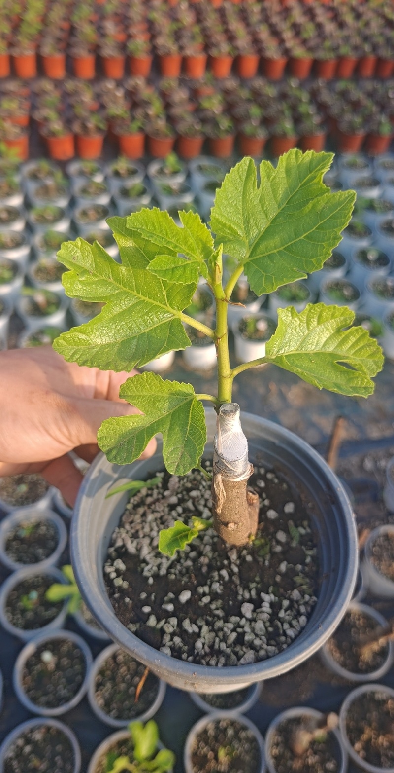 多品种无花果无花果苗