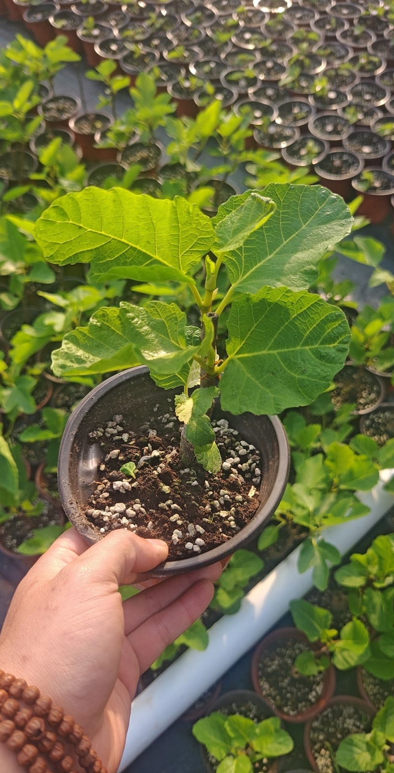 多品种无花果无花果苗