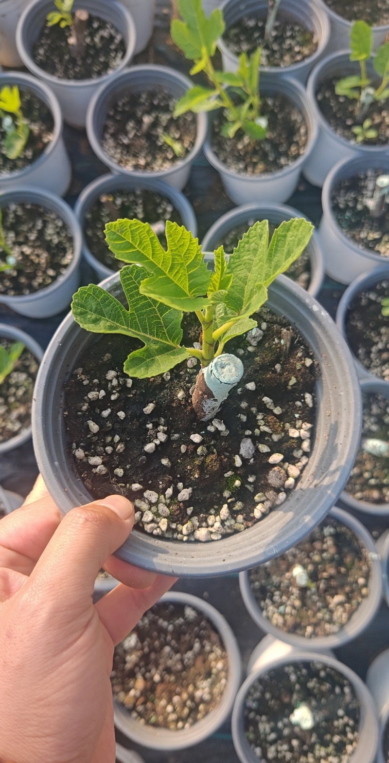 多品种无花果无花果苗