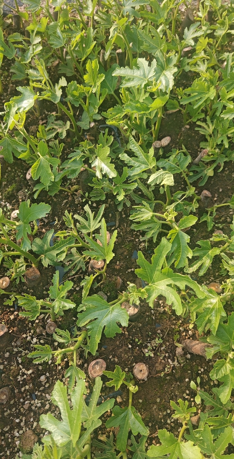 多品种无花果无花果苗