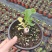 多品种无花果无花果苗