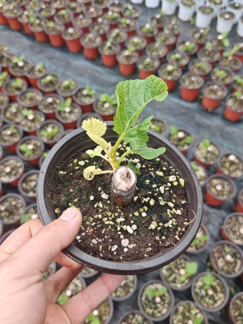 多品种无花果无花果苗