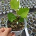 多品种无花果无花果苗