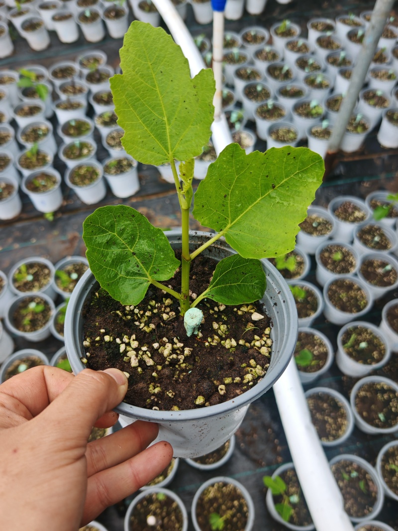 多品种无花果无花果苗