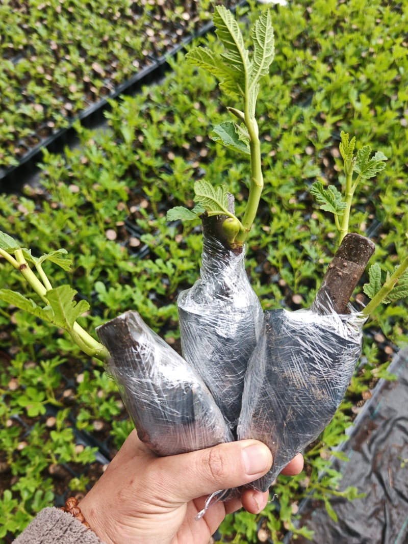 多品种无花果无花果苗