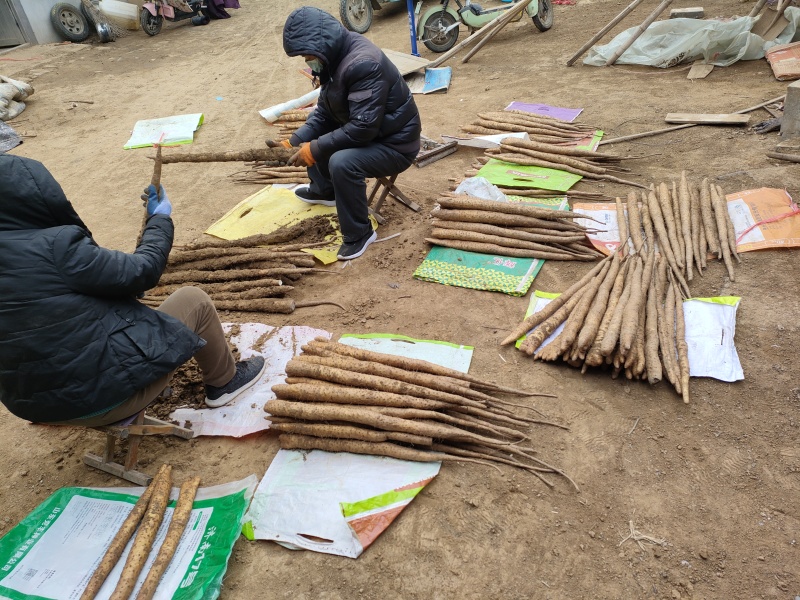 山东长山细毛山药
