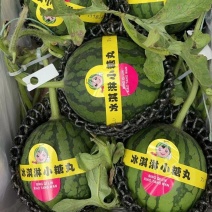 小糖丸西瓜，2k小糖丸吊瓜，口感独特，产地直发，