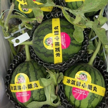 小糖丸西瓜，2k小糖丸吊瓜，口感独特，产地直发，