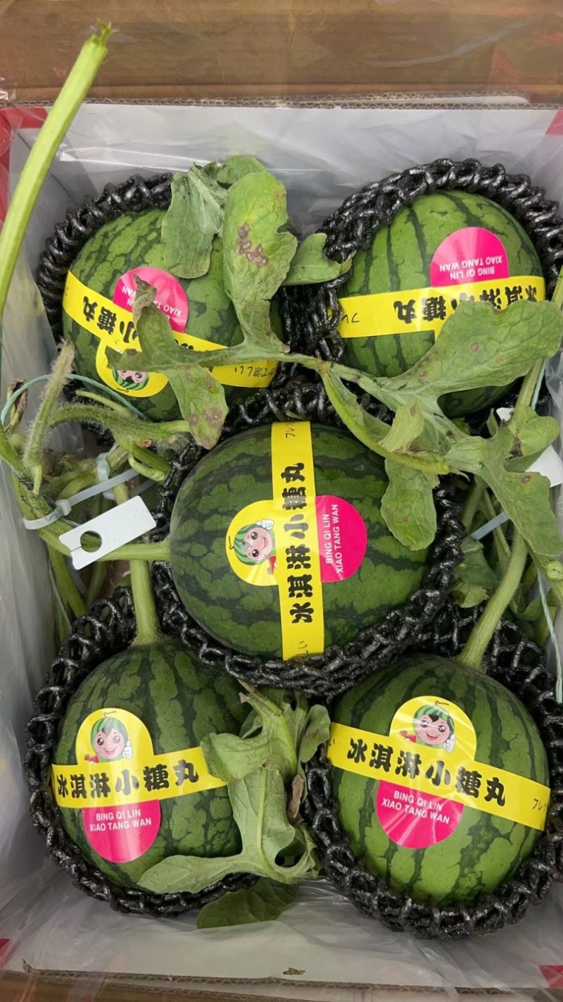 小糖丸西瓜，2k小糖丸吊瓜，口感独特，产地直发，