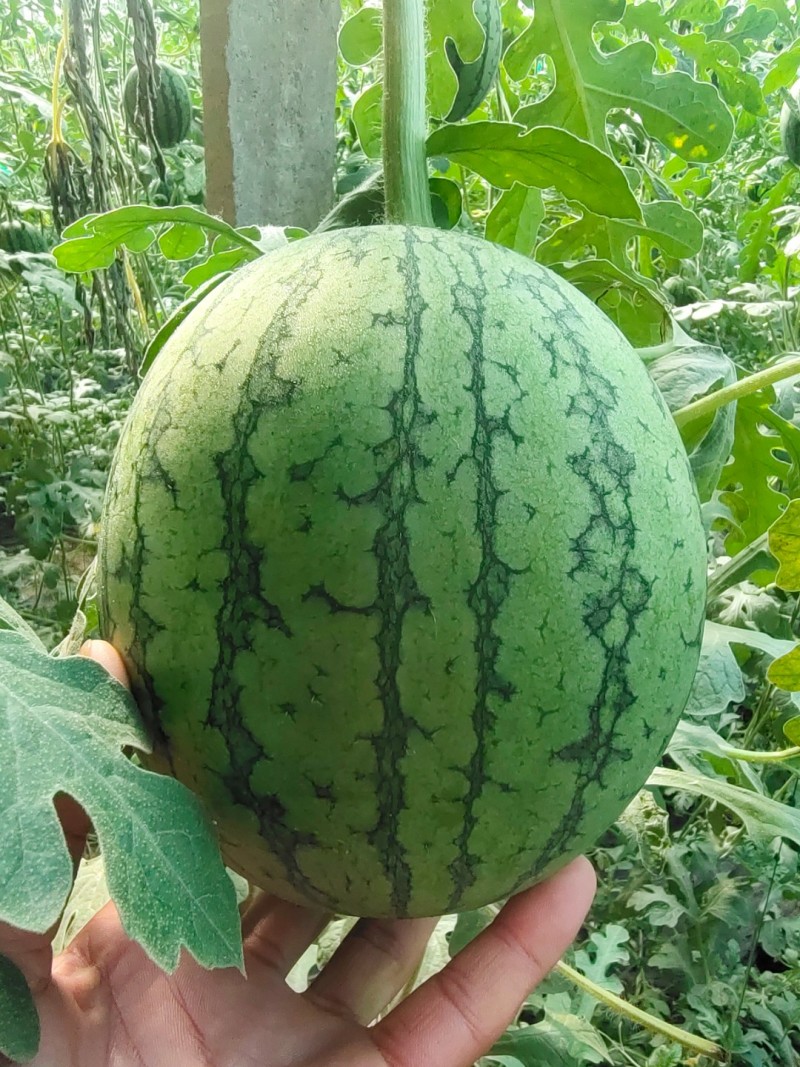 小糖丸西瓜，2k小糖丸吊瓜，口感独特，产地直发，