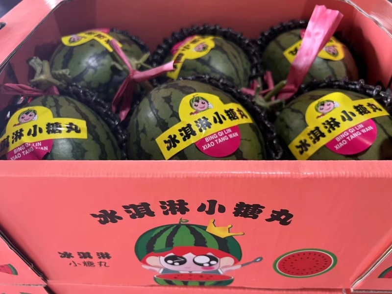 小糖丸西瓜，2k小糖丸吊瓜，口感独特，产地直发，
