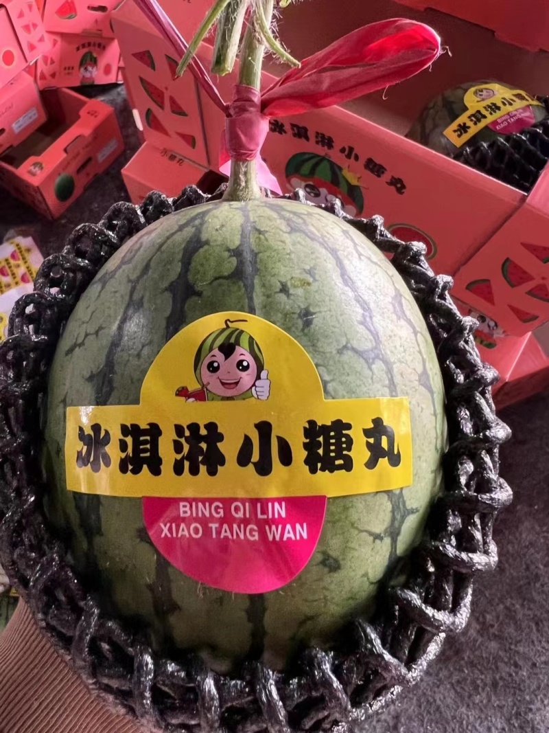 小糖丸西瓜，2k小糖丸吊瓜，口感独特，产地直发，