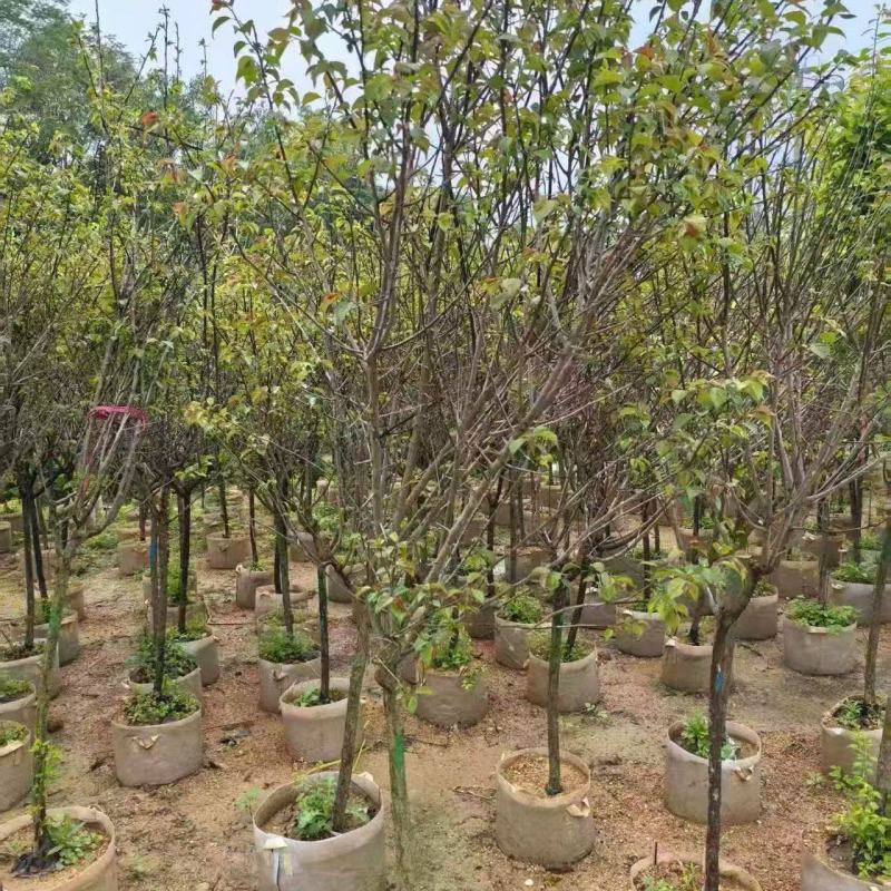 红梅3-5分，大量出售