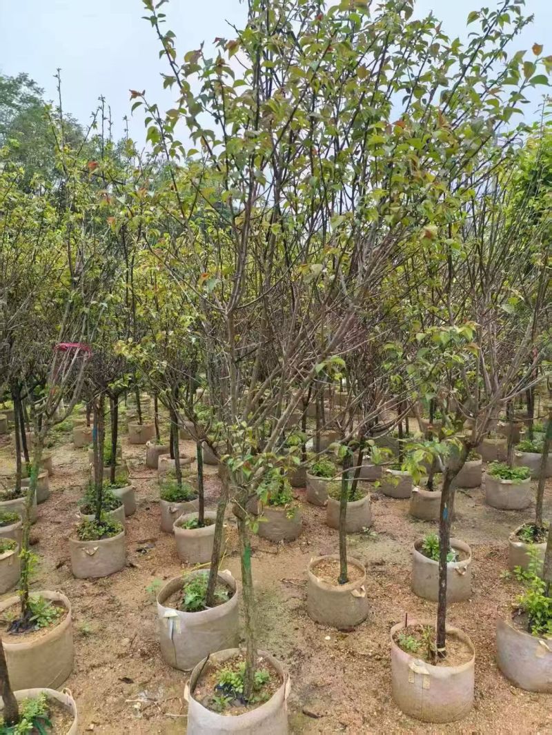 红梅3-5分，大量出售