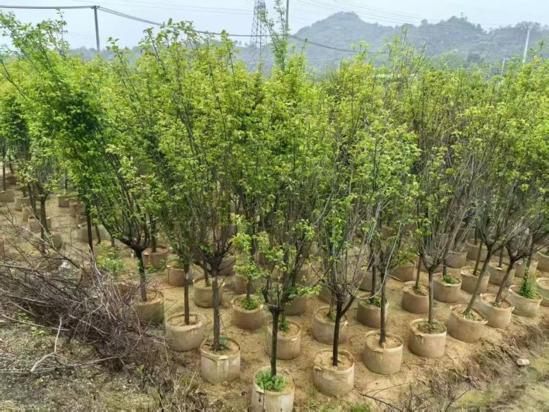 红梅3-5分，大量出售