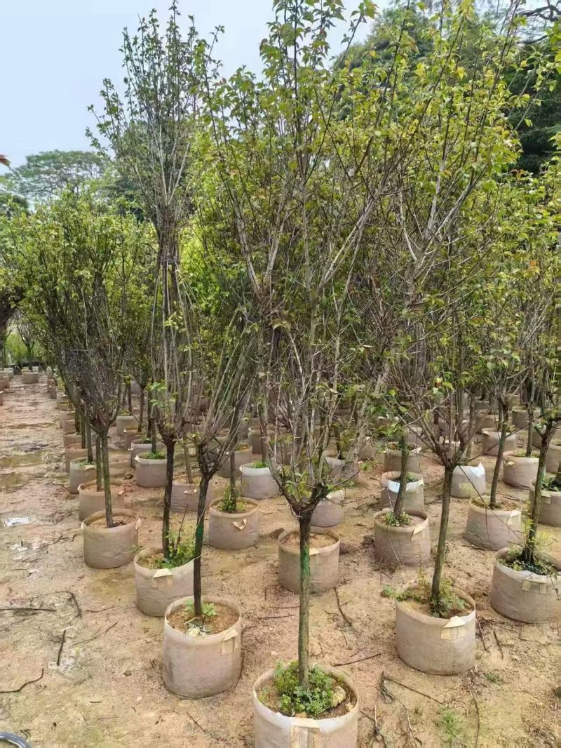 红梅3-5分，大量出售