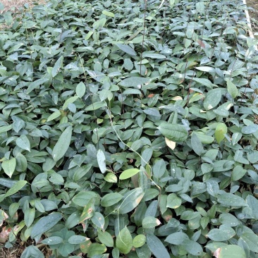 广西土茯苓苗
