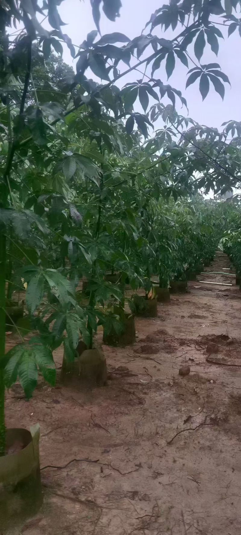 美丽异木棉3至8分，大量出售