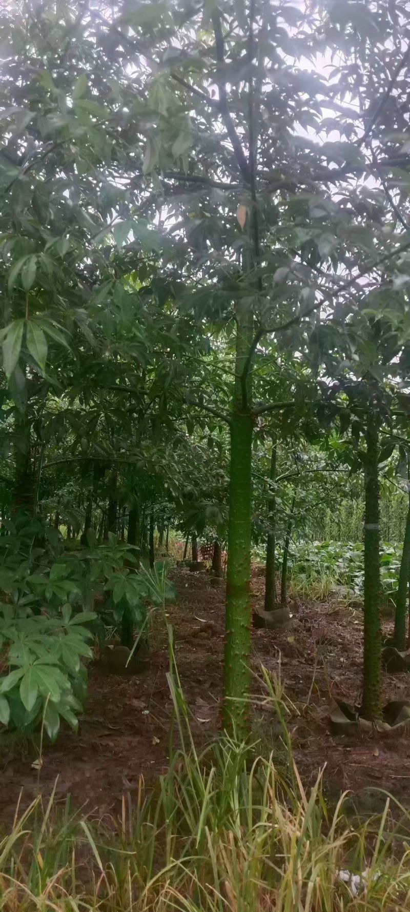 美丽异木棉3至8分，大量出售