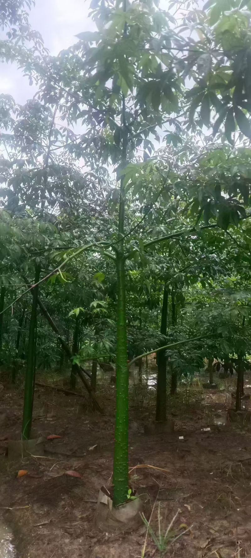 美丽异木棉3至8分，大量出售