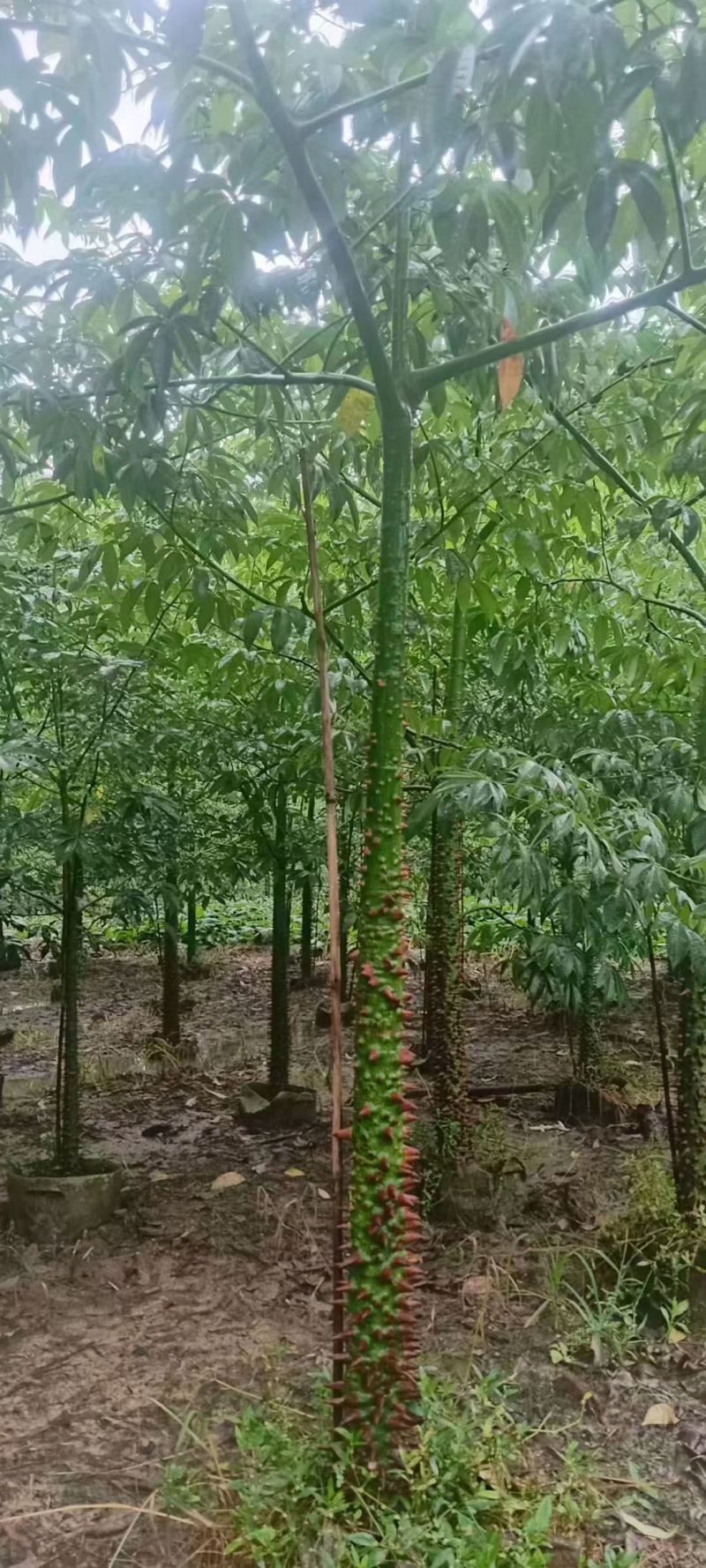 美丽异木棉3至8分，大量出售