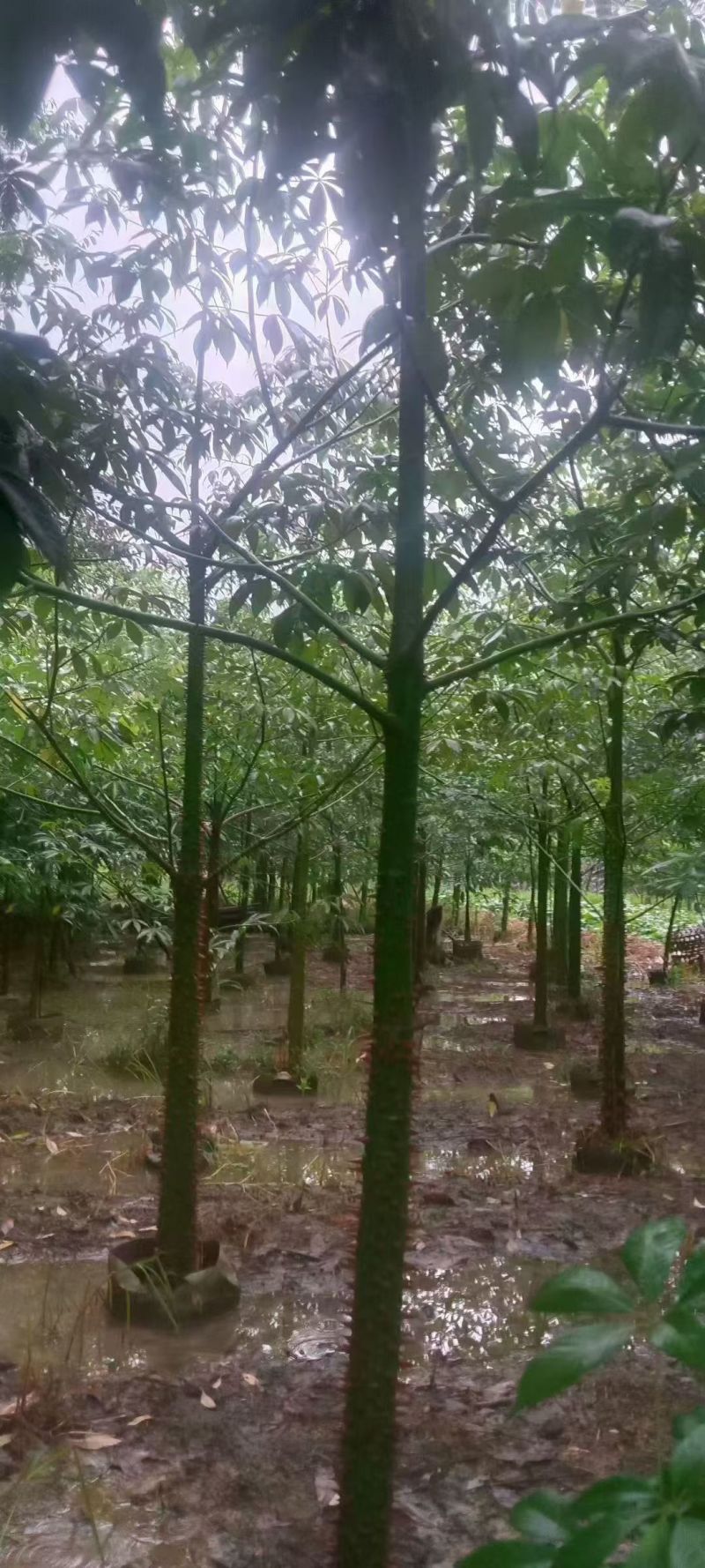 美丽异木棉3至8分，大量出售