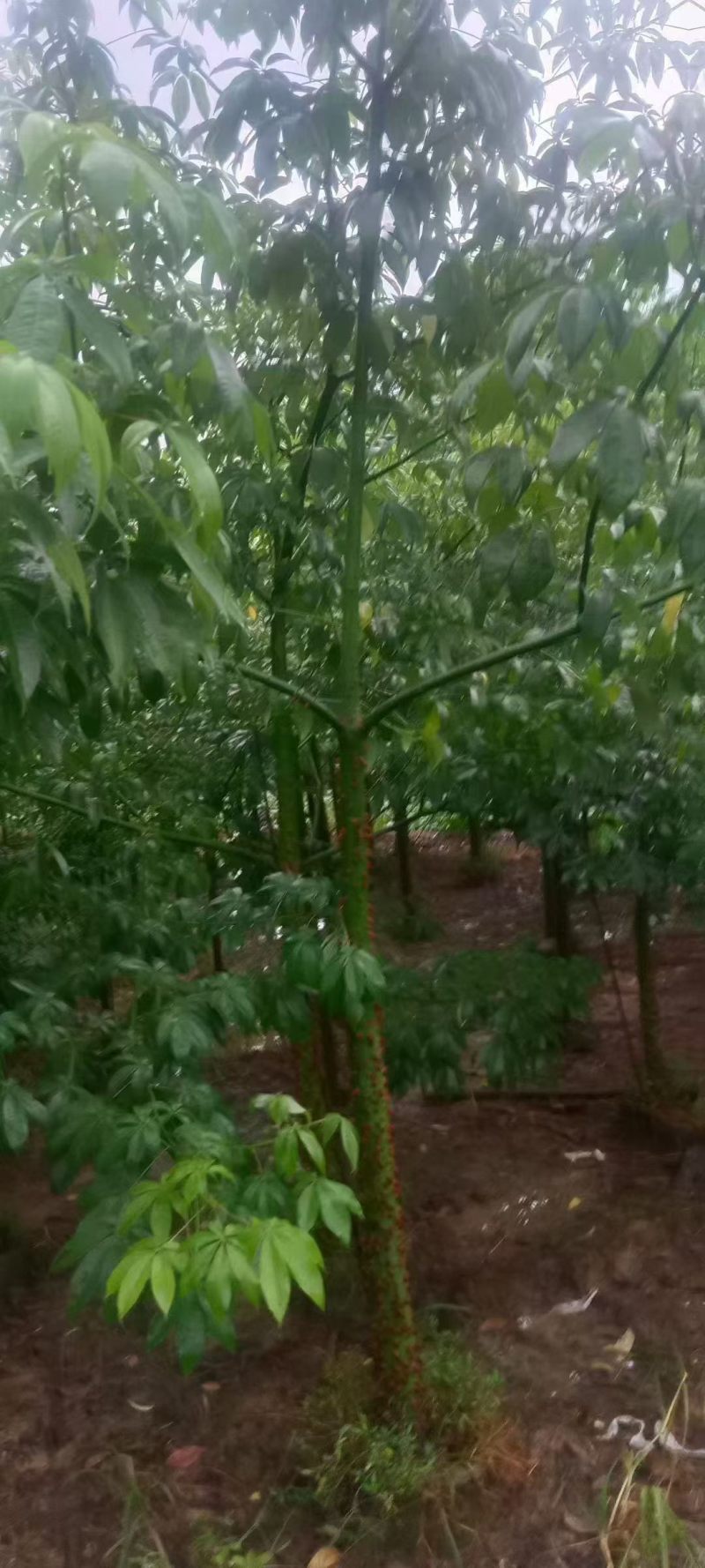 美丽异木棉3至8分，大量出售