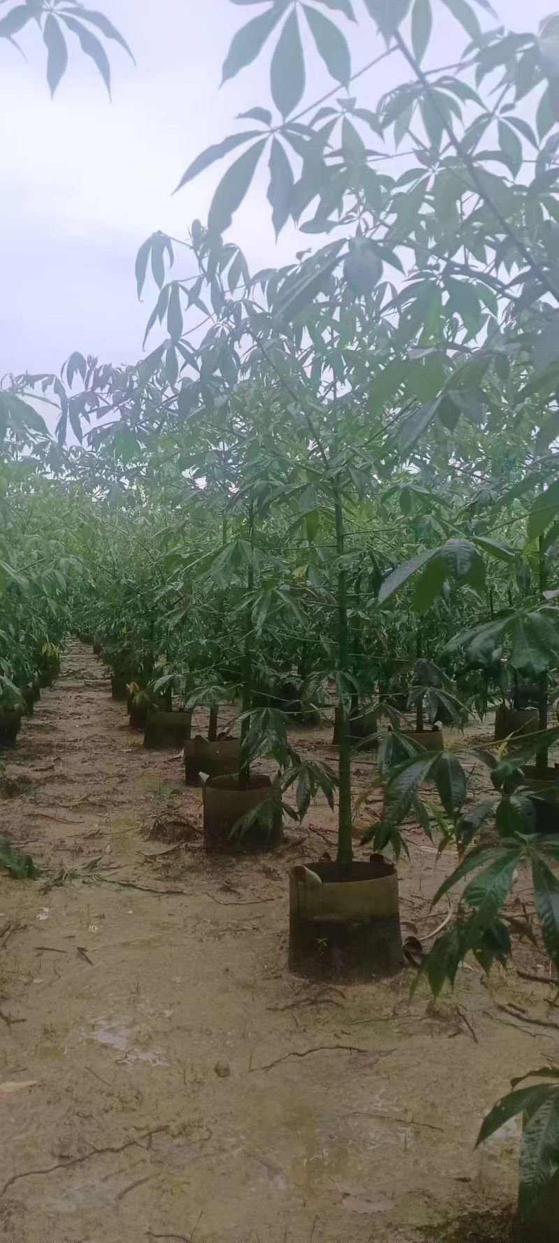 美丽异木棉3至8分，大量出售