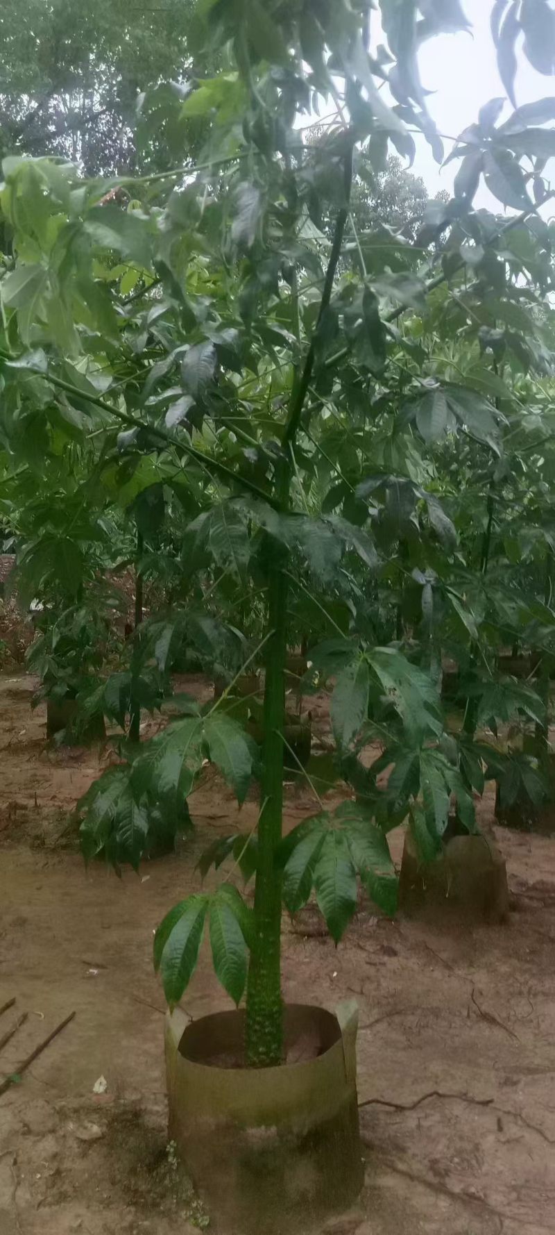 美丽异木棉3至8分，大量出售
