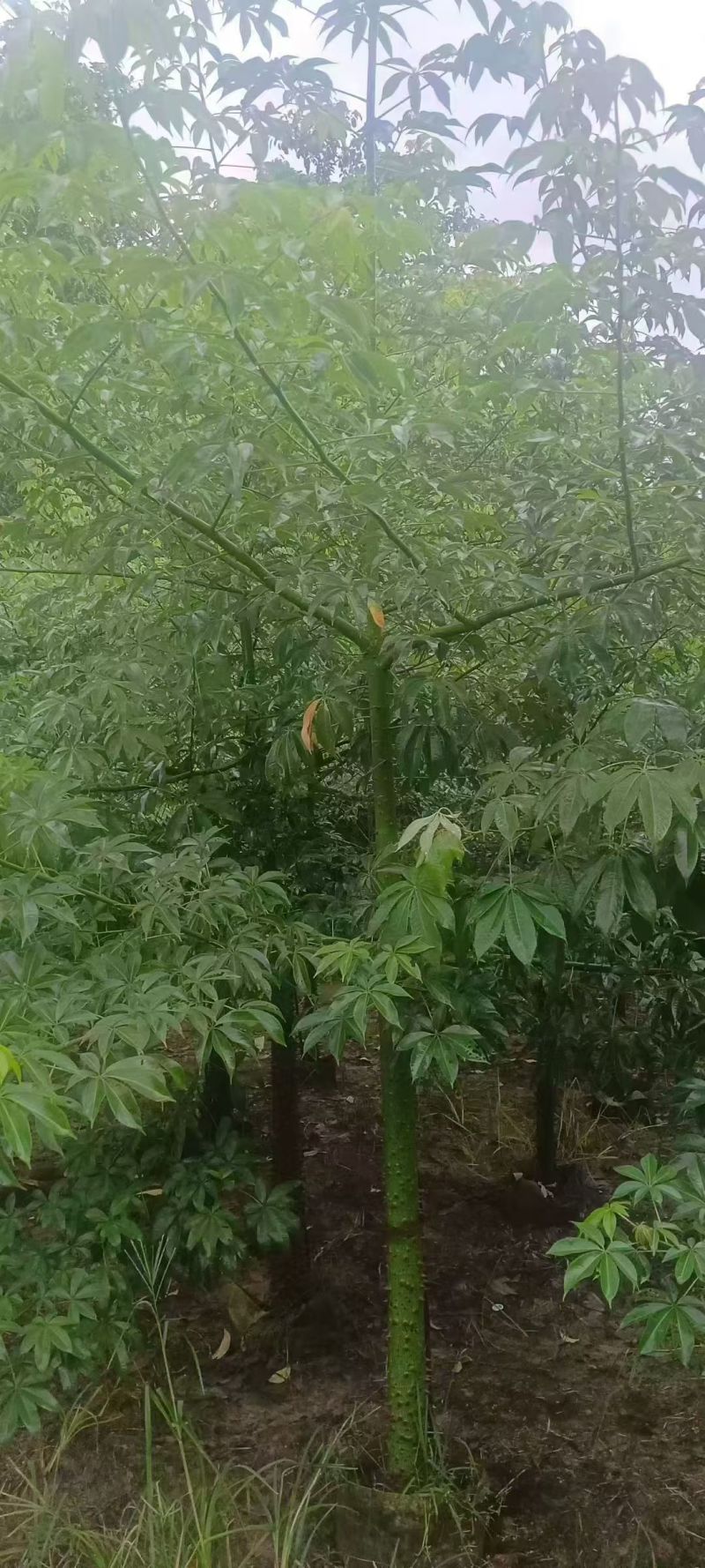 美丽异木棉3至8分，大量出售