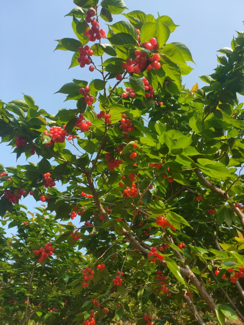 云南早熟玛瑙红樱桃即将上市，请各位大佬准备收货