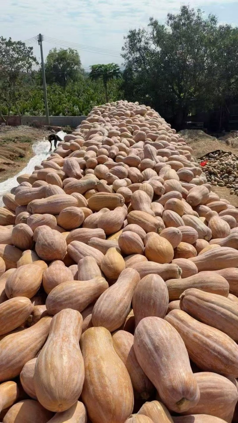 密本南瓜香芋南瓜贝贝南瓜产地一手货源直供可视频