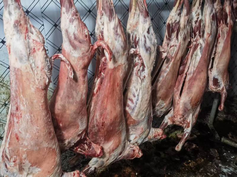 绵羊羊白条羊腔子羊酮体羊肉/诚信经营工厂直发