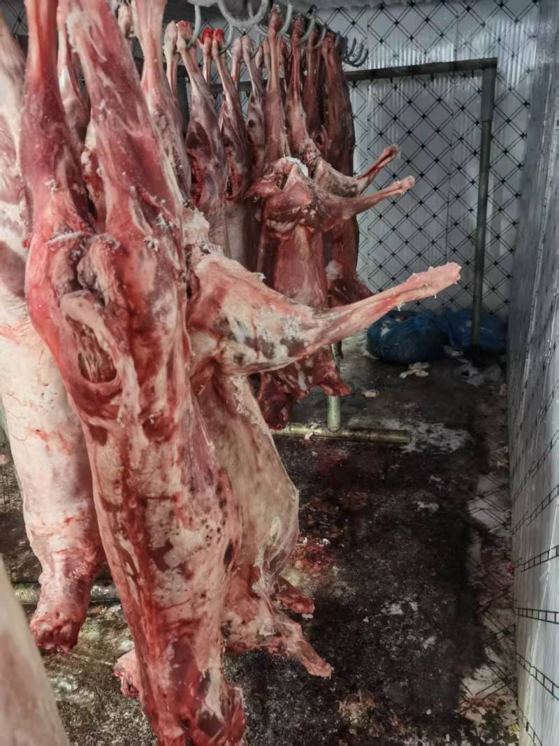 绵羊羊白条羊腔子羊酮体羊肉/诚信经营工厂直发
