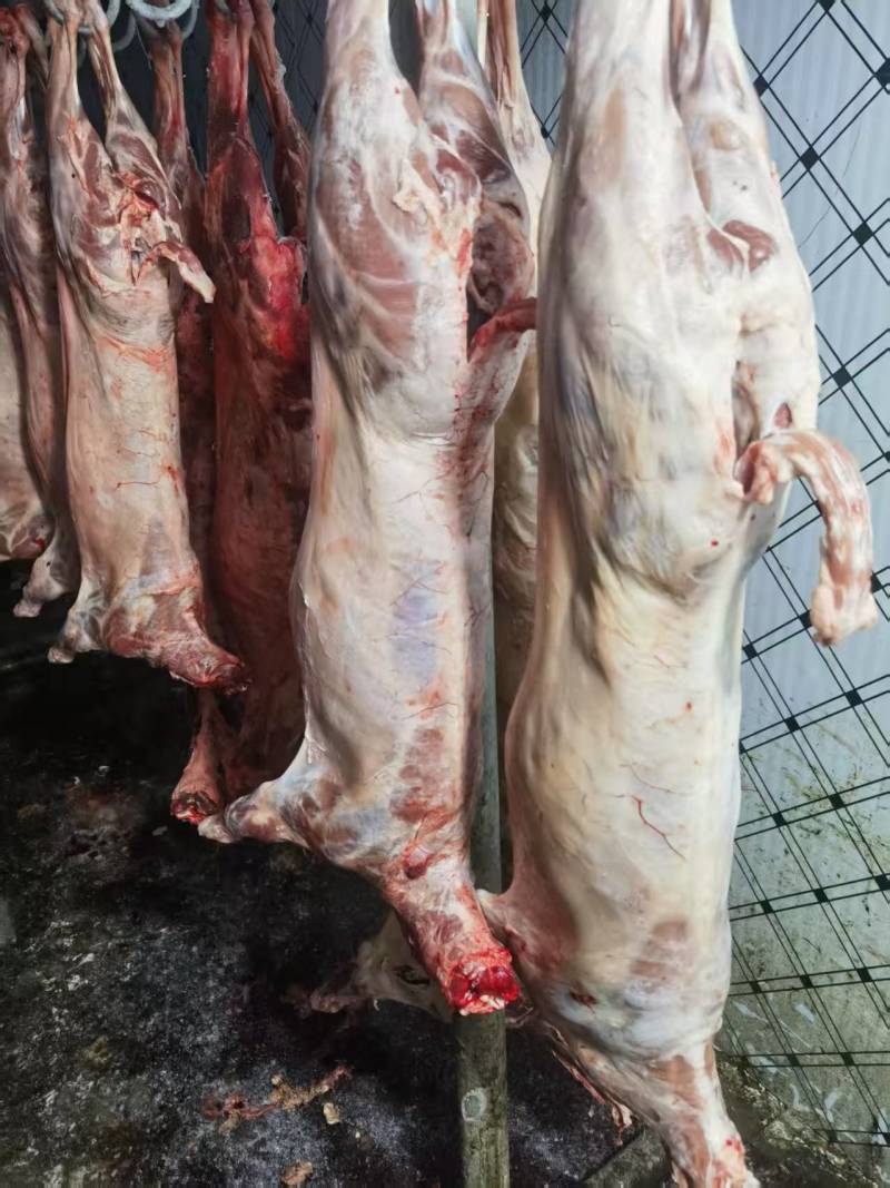 绵羊羊白条羊腔子羊酮体羊肉/诚信经营工厂直发