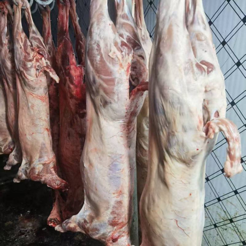 绵羊羊白条羊腔子羊酮体羊肉/诚信经营工厂直发